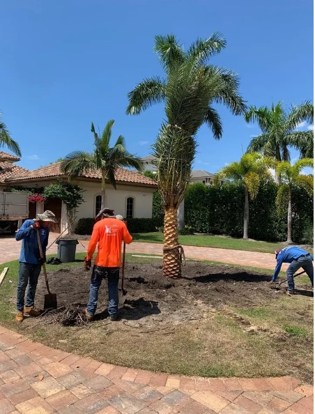 Tree Care Services Naples Fl | Aimtopleaselandscapes.com