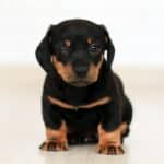 Dog Trainers In Phoenix