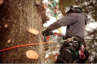 Tree Trimming Services: Enhance Your Property’s Beauty
