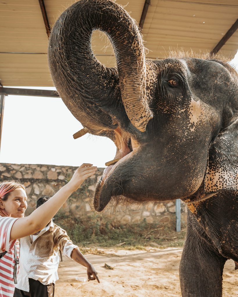 Visit the Best Elephant Sanctuary in Jaipur – Elefriendride