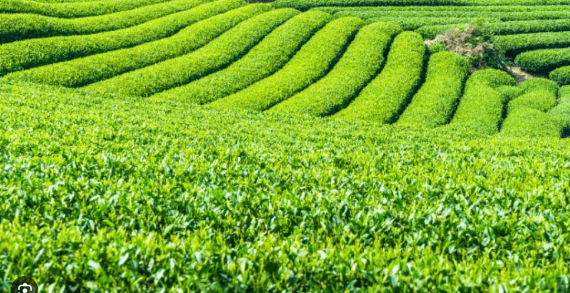 Looking for the Best Darjeeling Tea? Order High-Quality, Aromatic Tea Direct from Indian Tea Gardens. Looking for the Best Darjeeling Tea? Order High-Quality, Aromatic Tea Direct from Indian Tea Gardens.