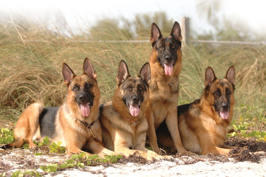 German Shepherd Dogs for Sale | Smart, Strong, & Protective German Shepherd Dogs for Sale | Smart, Strong, & Protective