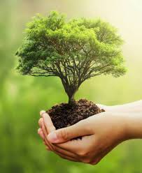 Plant a Tree For a Loved One
