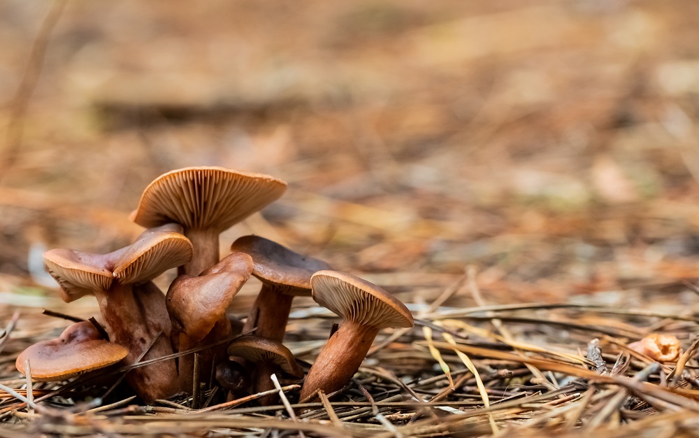 A Beginner’s Guide to How to Store Magic Mushrooms Properly
