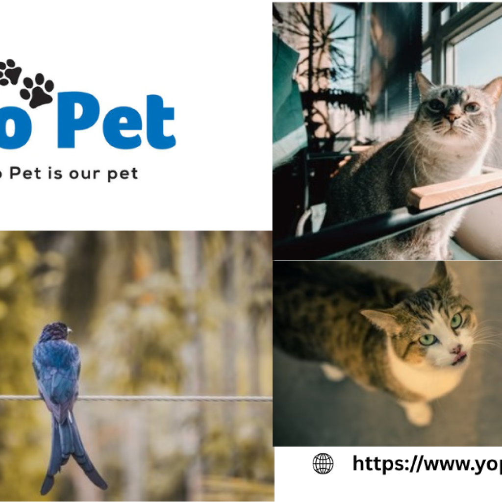 Buy Pet Keeper Plastic Tank Online Uk | Yopet.co.uk Buy Pet Keeper Plastic Tank Online Uk | Yopet.co.uk