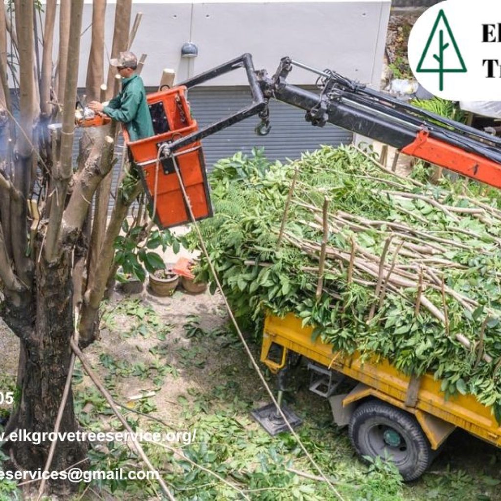 Ensure Expert Care and Maintenance with Reliable tree service elk grove ca