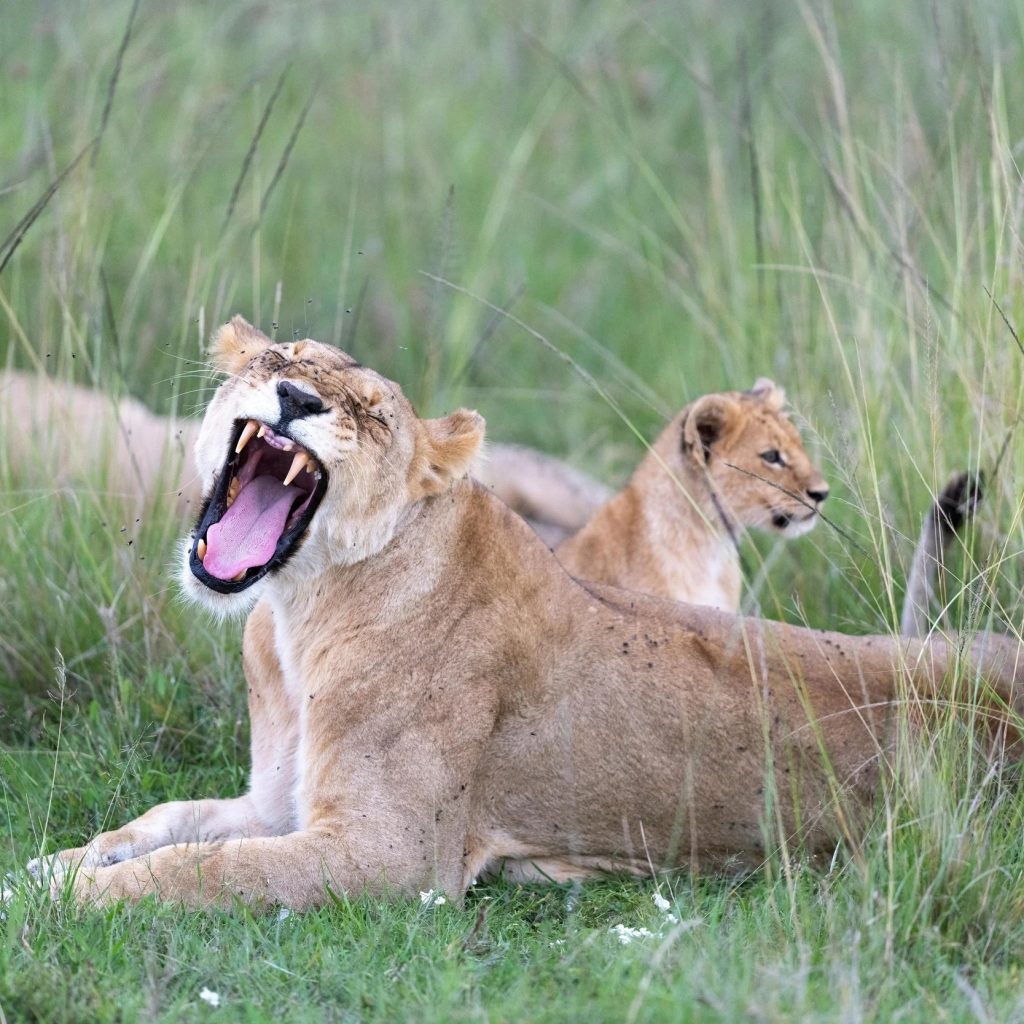 Tanzania Safari From Canada: Unforgettable Wildlife Journey