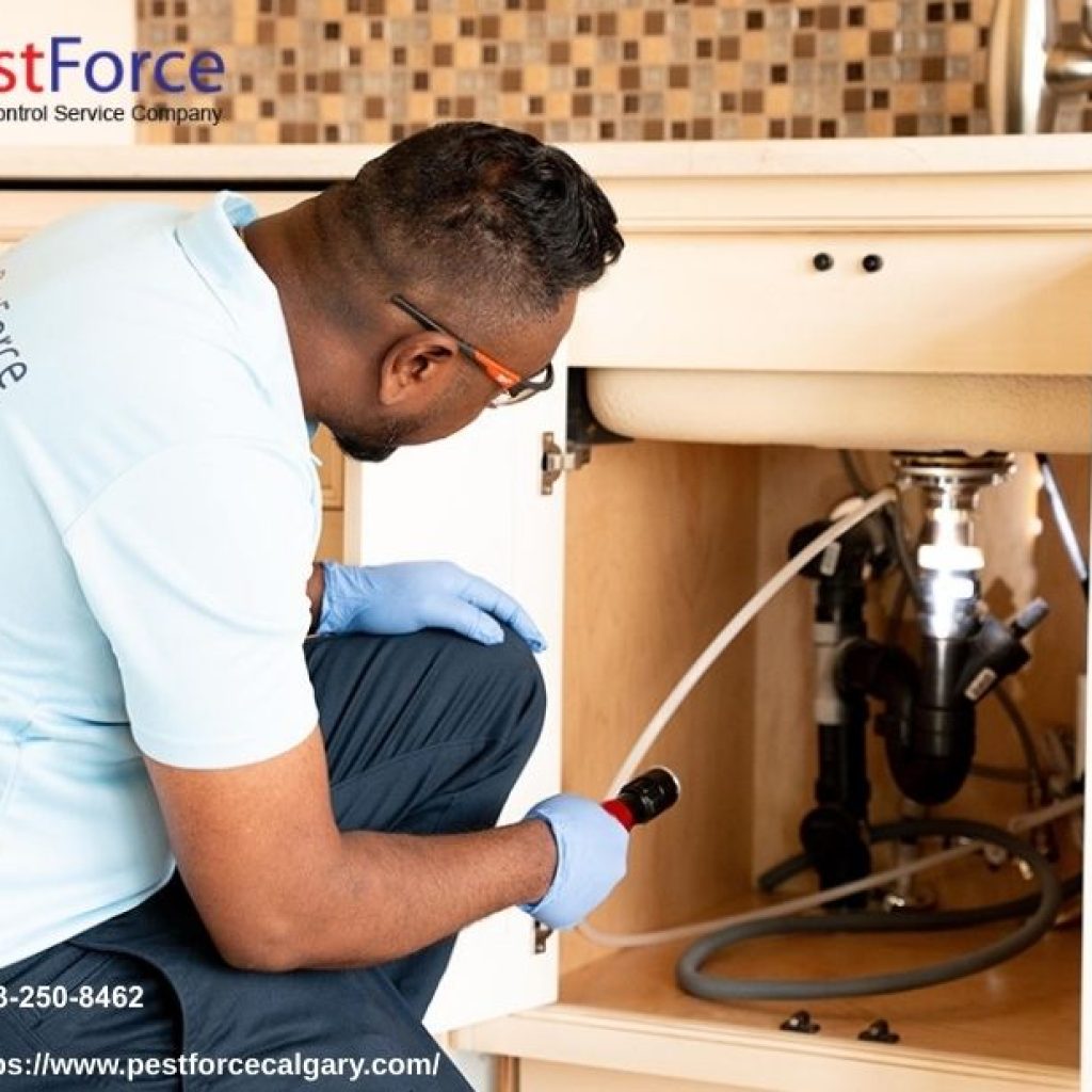 Calgary Mouse Removal | Pestforcecalgary.com Calgary Mouse Removal | Pestforcecalgary.com