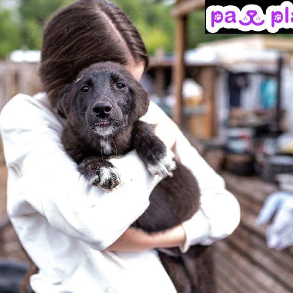 Paws & Partners: Find canine companions with ease Paws & Partners: Find canine companions with ease