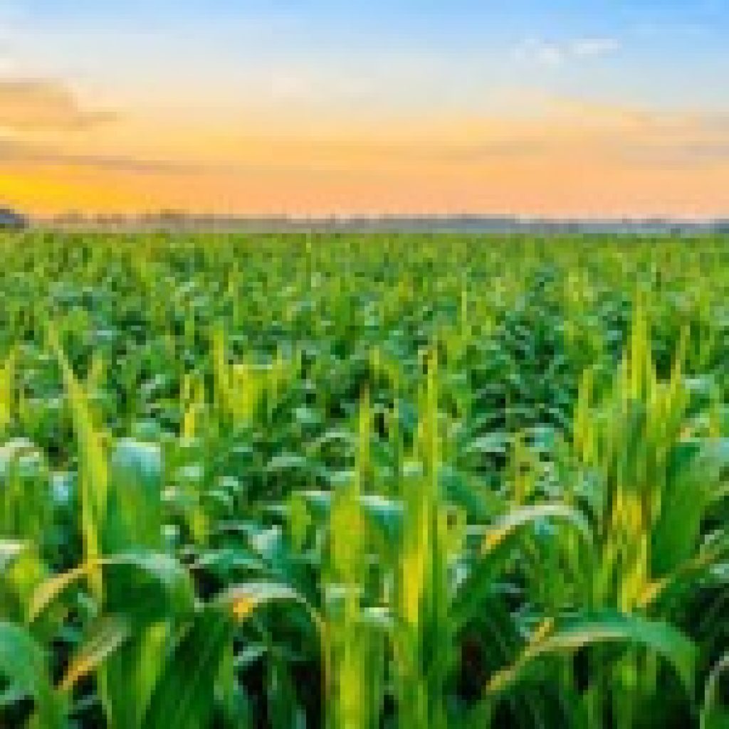 Reliable Fertiliser Partner for Egyptian Markets