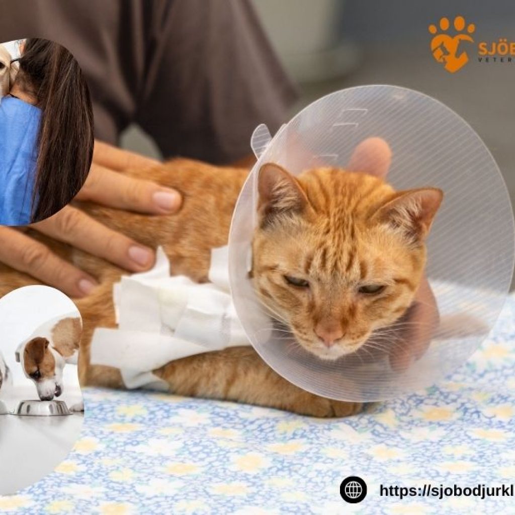 Professionell tandvård för hundar i närheten av Veberöd