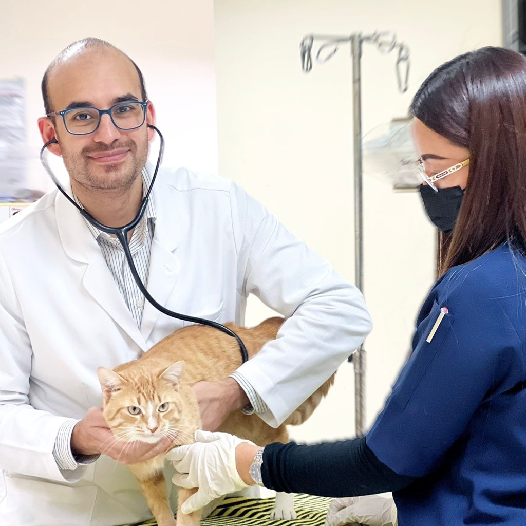Trusted animal care in Doha: comprehensive veterinary services for pets Trusted animal care in Doha: comprehensive veterinary services for pets