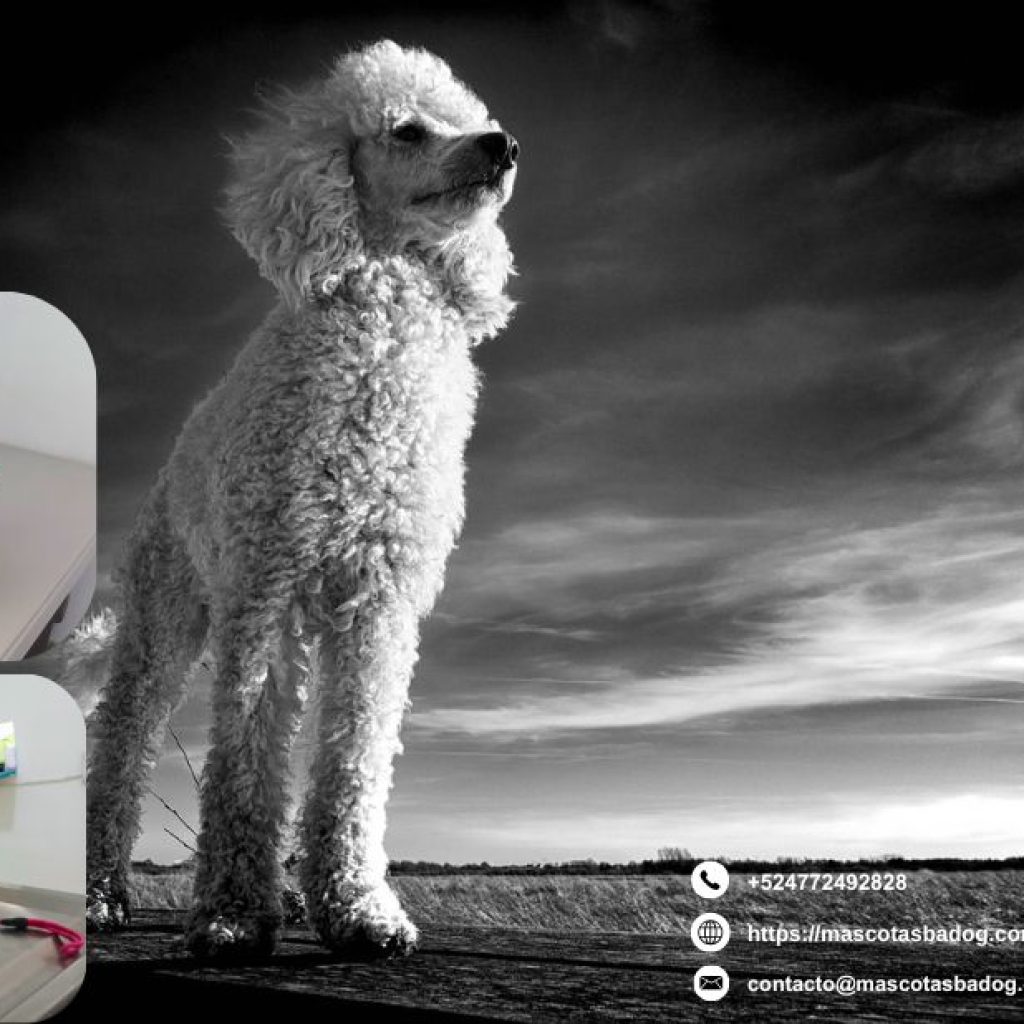 Todo para tus mascotas en León, Guanajuato: calidad y cuidado