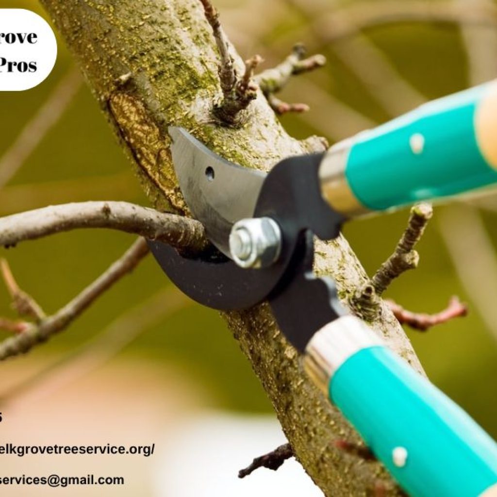 Top Tree Service in Elk Grove CA | Expert Tree Care Top Tree Service in Elk Grove CA | Expert Tree Care