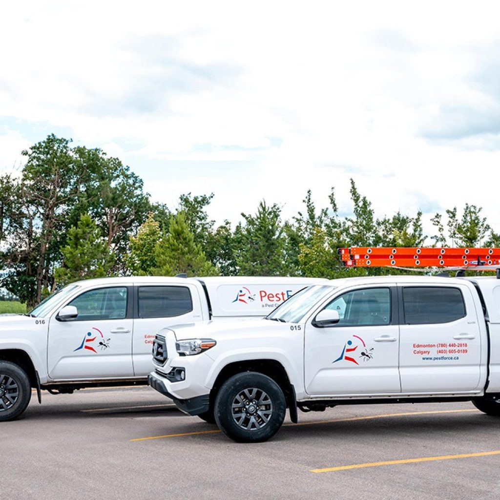 Humane Beehive Relocation in Calgary: Safe, Local Pest Experts Humane Beehive Relocation in Calgary: Safe, Local Pest Experts