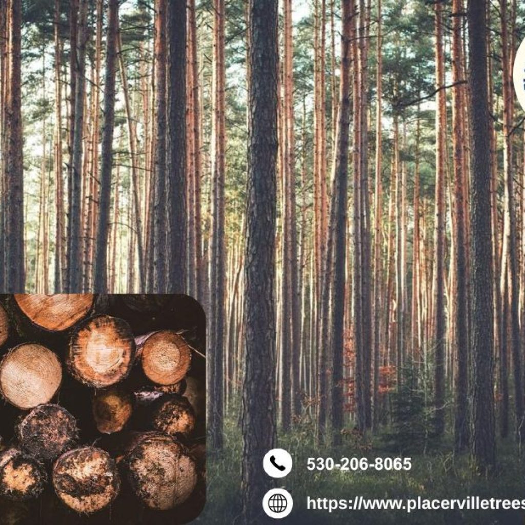 Get Safe and Efficient Solutions with Professional tree removal placerville
