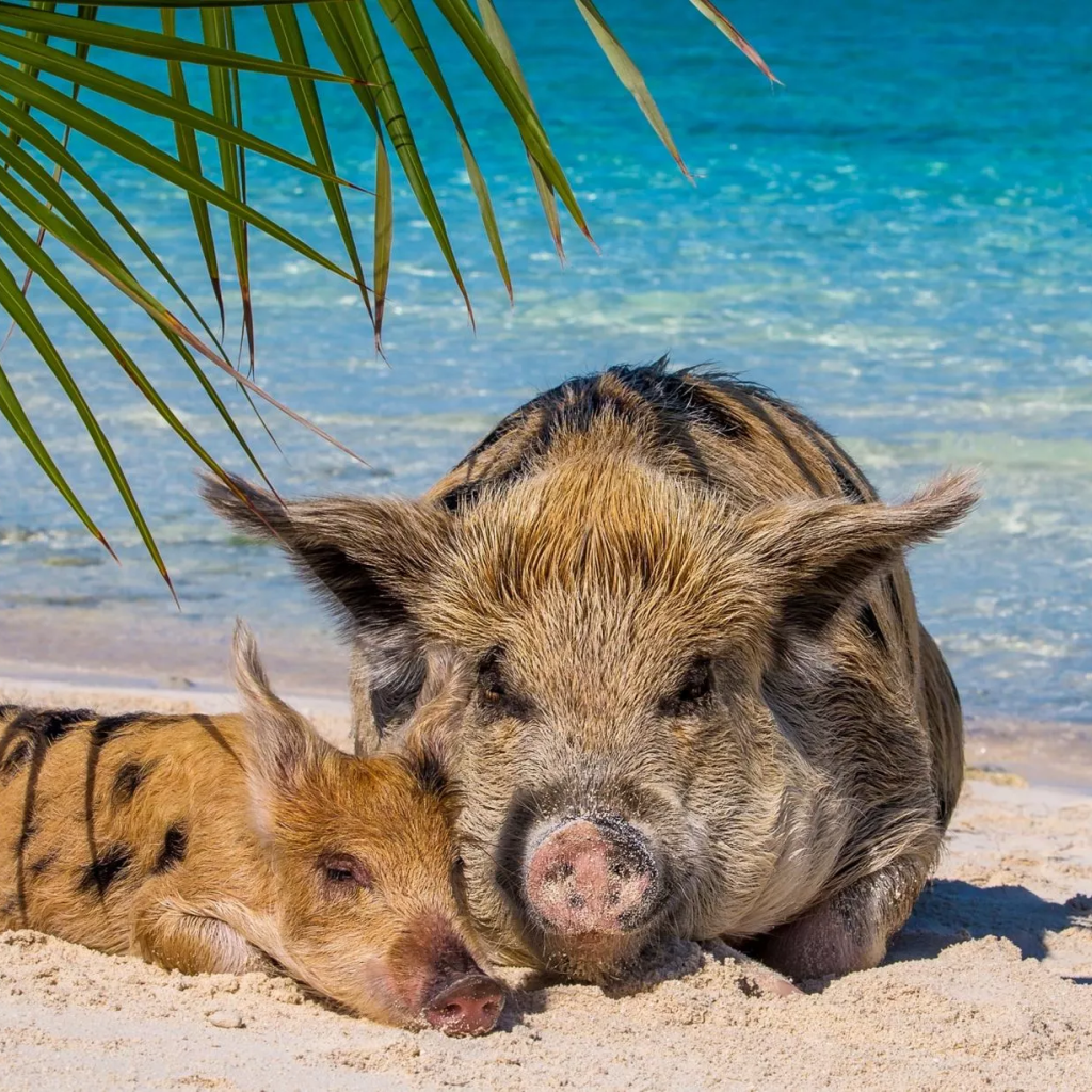 Unforgettable Nassau Adventure: Swim With Pigs by the Harbour Unforgettable Nassau Adventure: Swim With Pigs by the Harbour