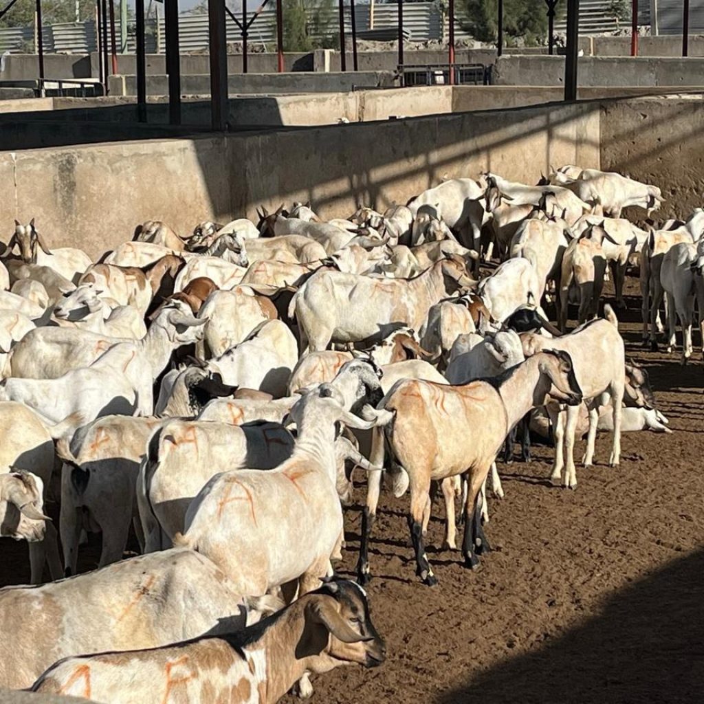 Premium Middle East Livestock Export Solutions from Bahrain Premium Middle East Livestock Export Solutions from Bahrain