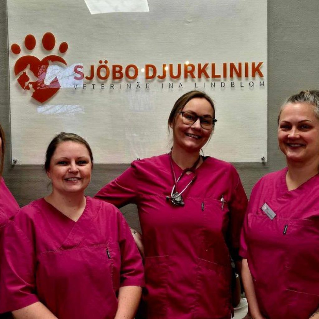 Experttandvård för hund i Veberöd – vänlig och pålitlig omsorg