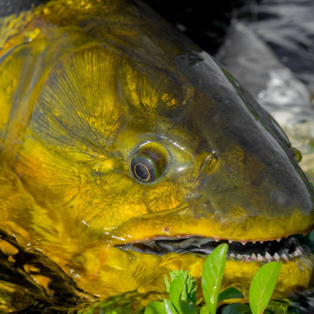 Untamed Bonefish Waters: Bahamas Fly Fishing Adventure Untamed Bonefish Waters: Bahamas Fly Fishing Adventure