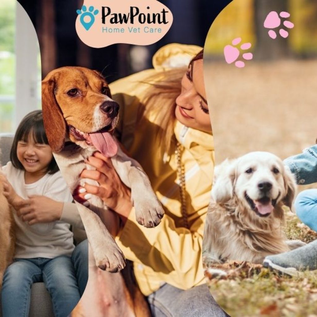 Compassionate at‑home end-of-life care for your dog in Calgary