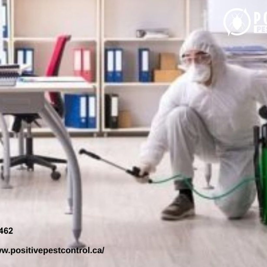 Calgary Termite Treatment | Positivepestcontrol.ca Calgary Termite Treatment | Positivepestcontrol.ca