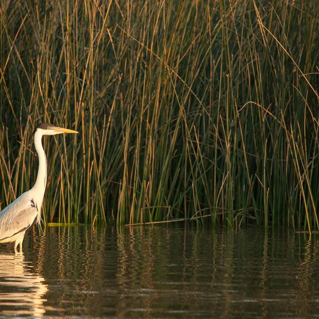 Angling Adventures in Argentina’s Capital: A Fly Fishing Guide