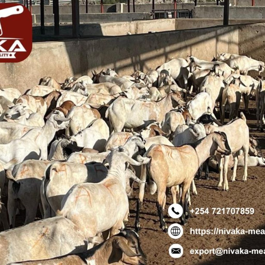 Trusted halal goat meat exporters Kenya serving global markets