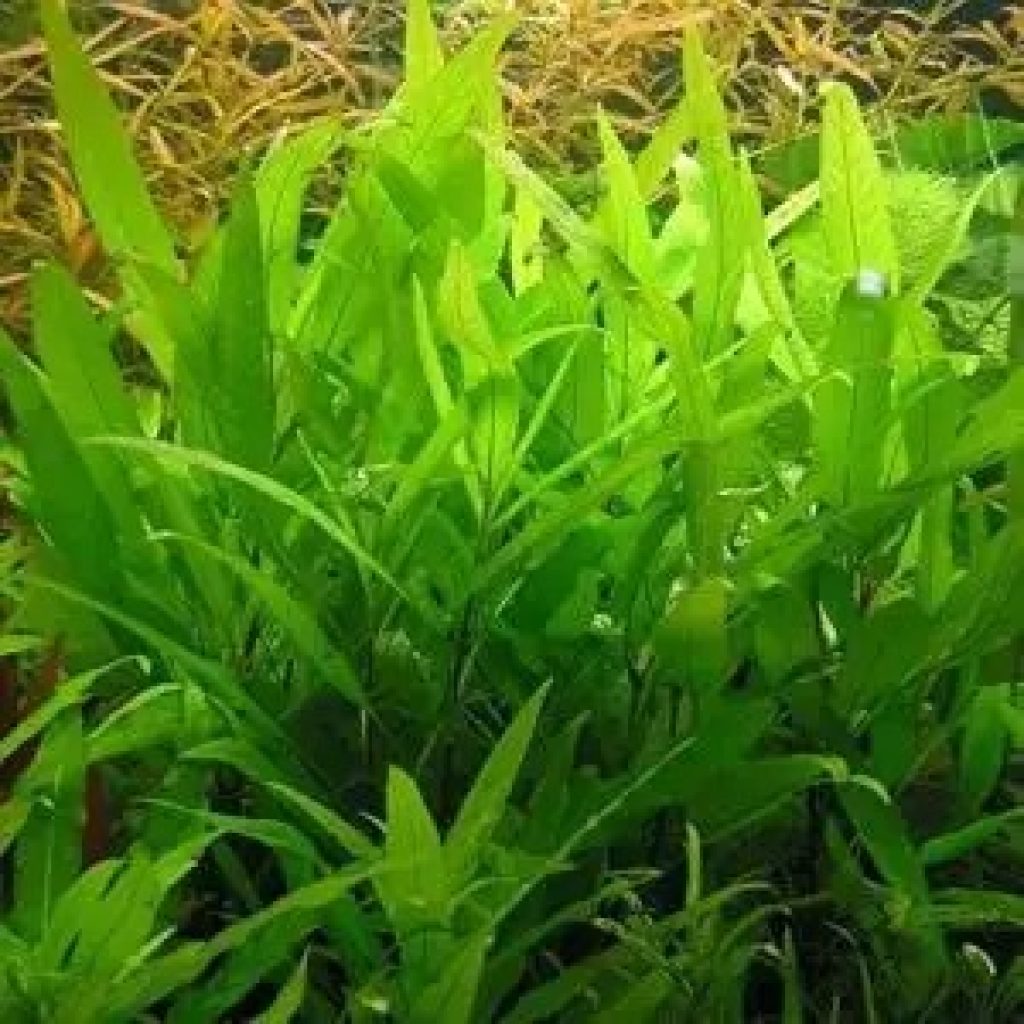 Discover Top-Quality Aquarium Fish Online — Your Trusted UK Shop Discover Top-Quality Aquarium Fish Online — Your Trusted UK Shop