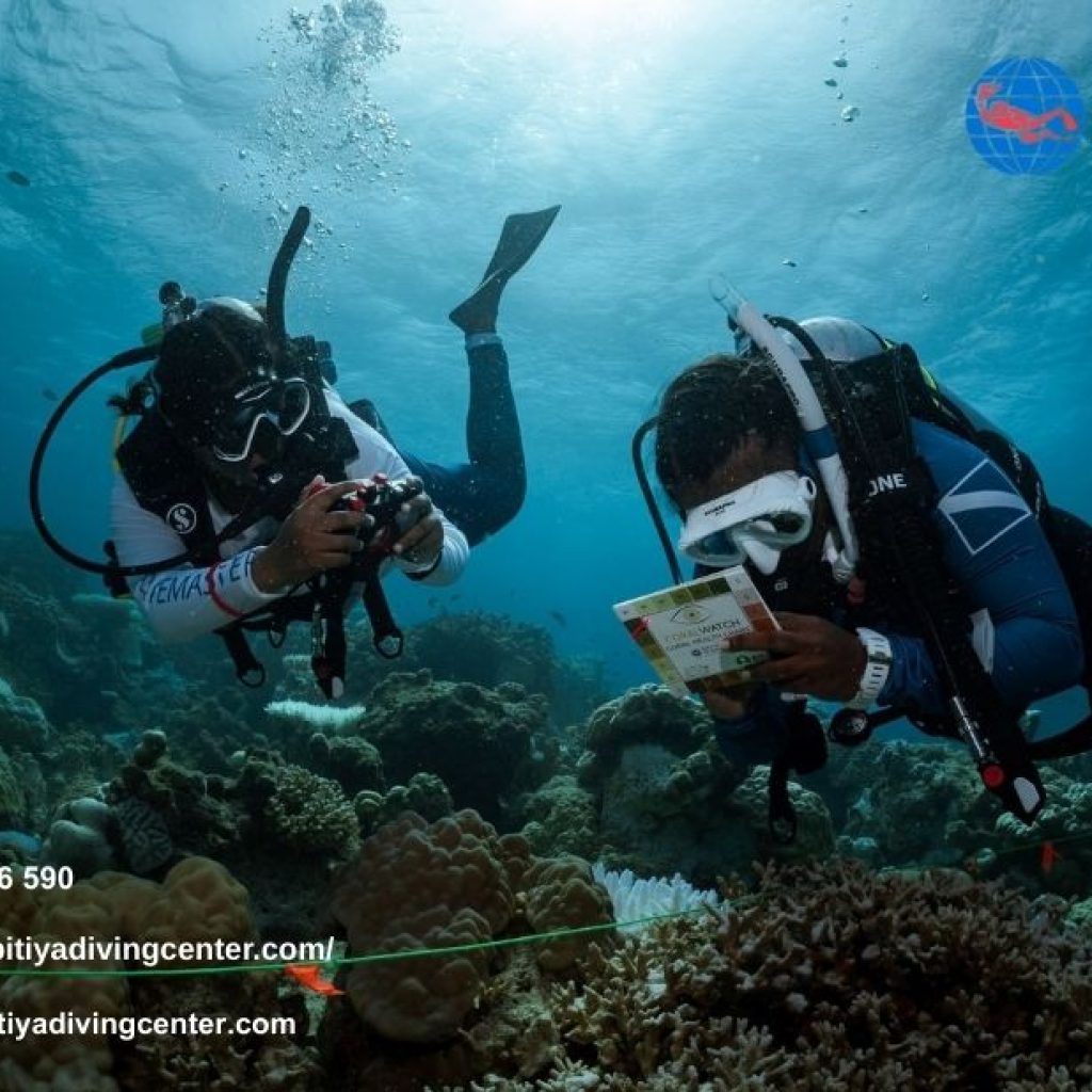 Best Diving Spot In Kalpatiya | Kalpitiyadivingcenter.com Best Diving Spot In Kalpatiya | Kalpitiyadivingcenter.com