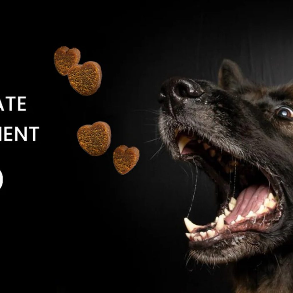 Support for Your Pet’s Allergies: Gentle, Effective Relief