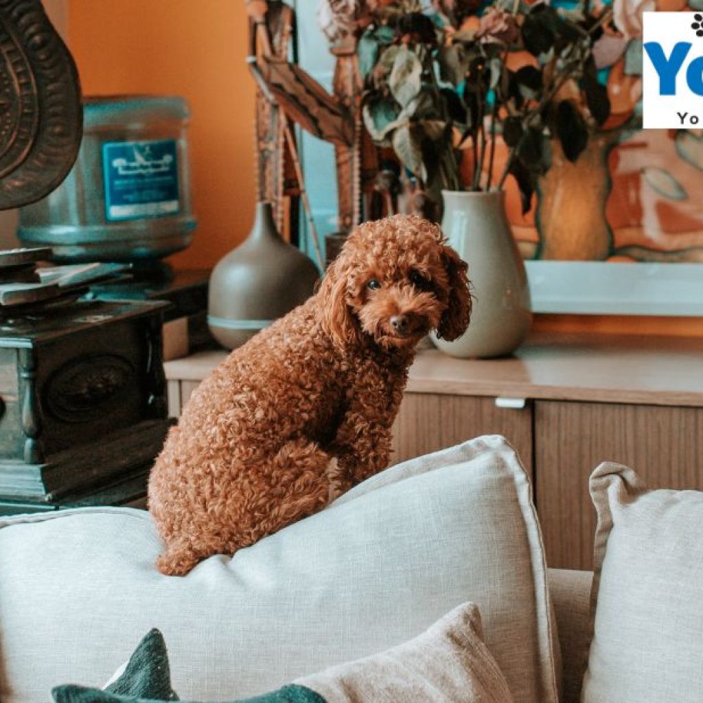 Boost Dog Brain Power with a Treat-Dispensing Toy