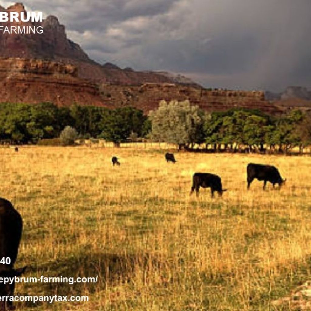 Expert Tax Guidance for California Farms and Ranches