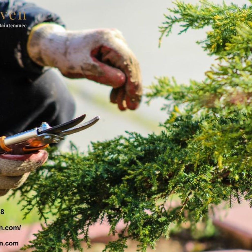 Elite Landscape Gardeners in South West London Elite Landscape Gardeners in South West London