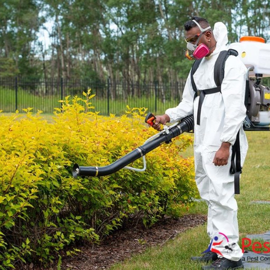Effective Rodent Management for Homes in Calgary