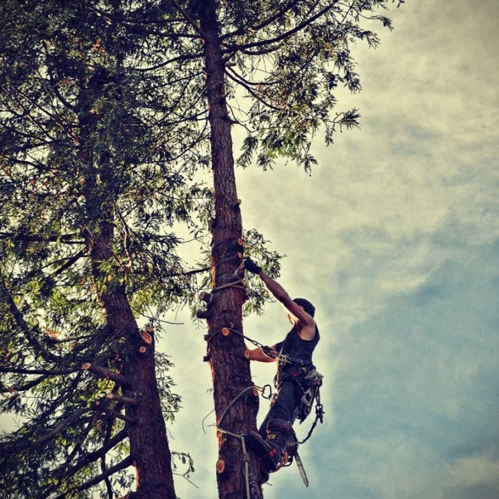 Expert Tree Care in Placerville for Safe, Efficient Solutions