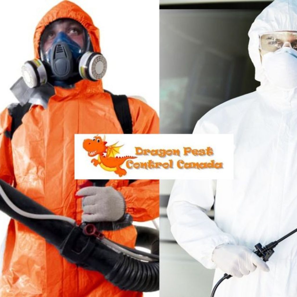 Effective Pest Management for Homes in Alberta’s Capital