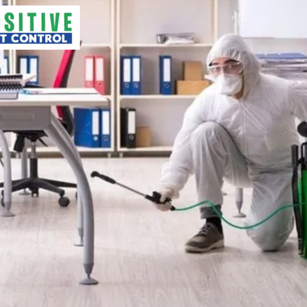 Effective Pest Solutions for Calgary Homes: Rodent Management