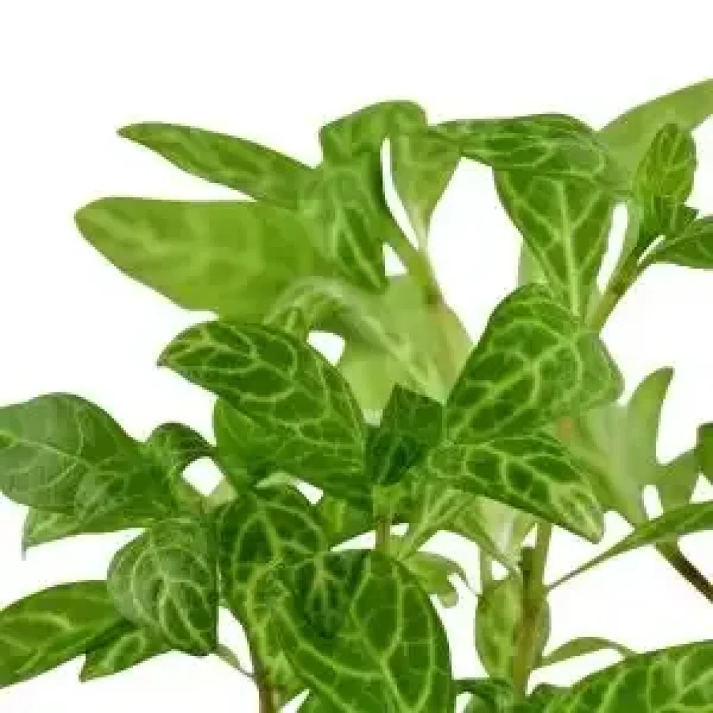 Transform Your Tank with Lush Underwater Greens
