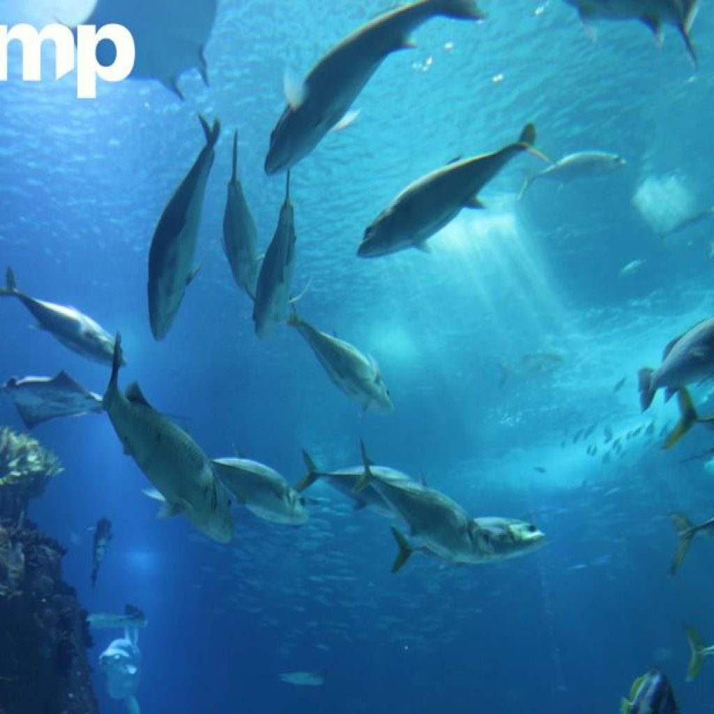 Discover Hydrolyzed Fish Protein for Superior Absorption