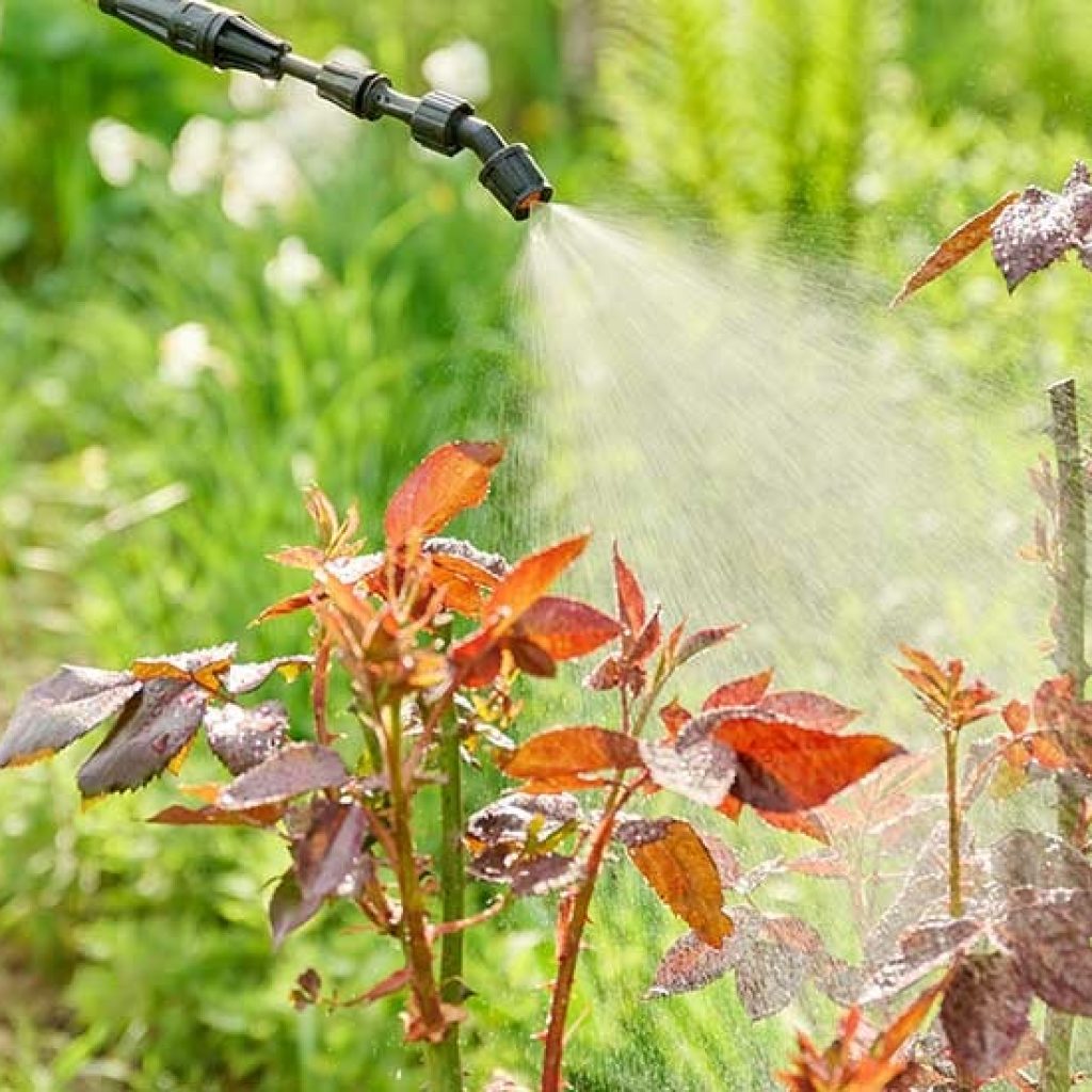 Smart Tips for a Bug-Free Backyard this Summer