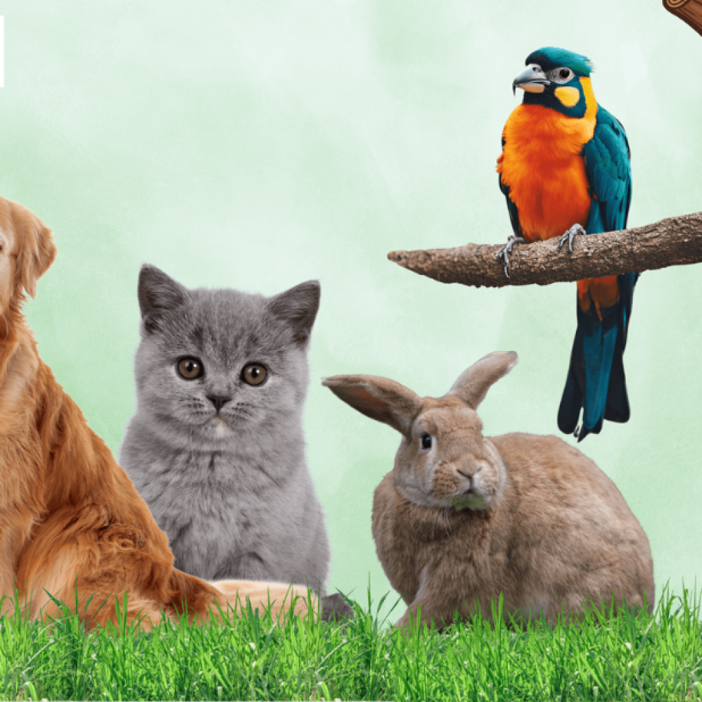 Trusted Veterinary Care in the Gulf: Your Local Champions for Pets