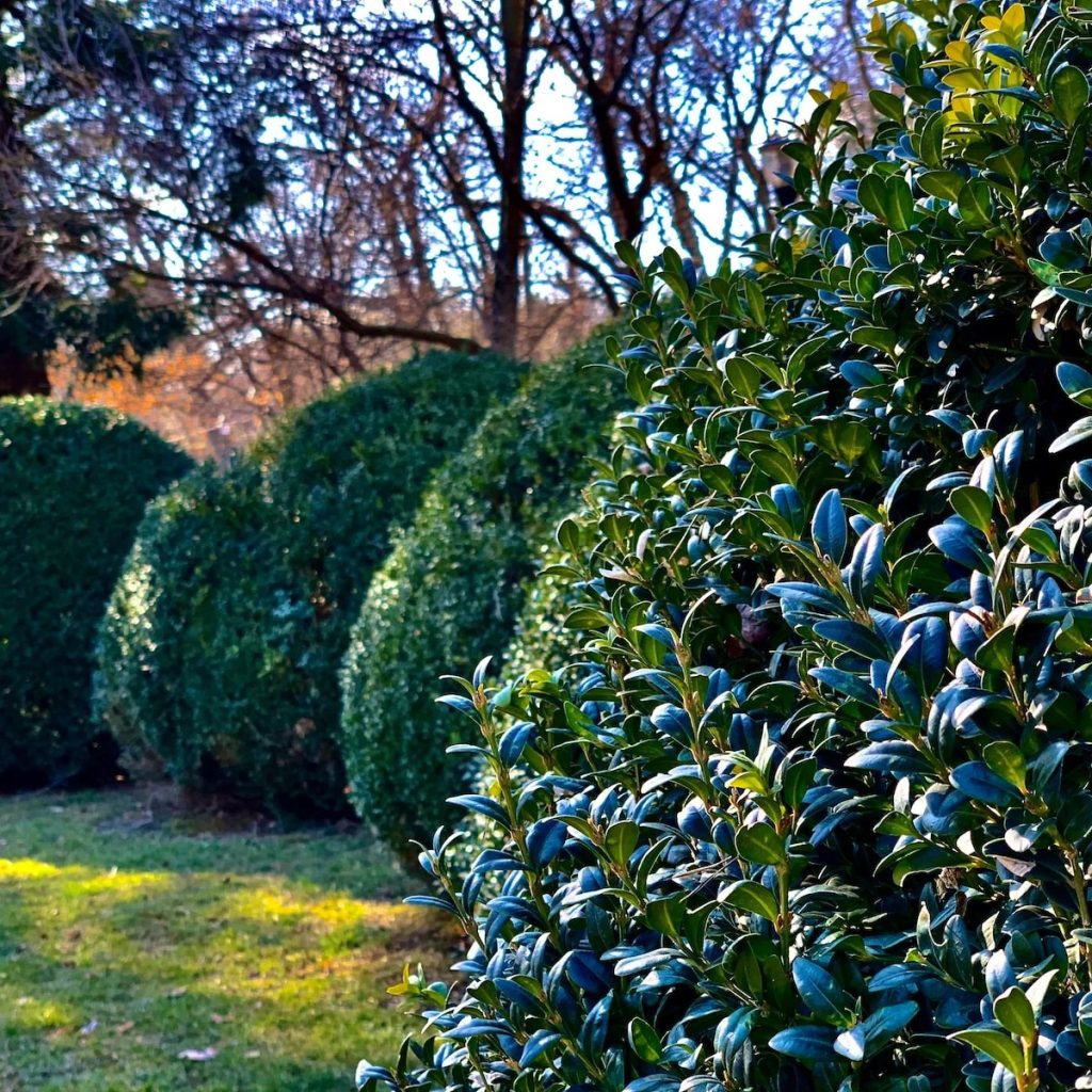 Expert Hedge Trimming for Pristine Hedges in Wimbledon