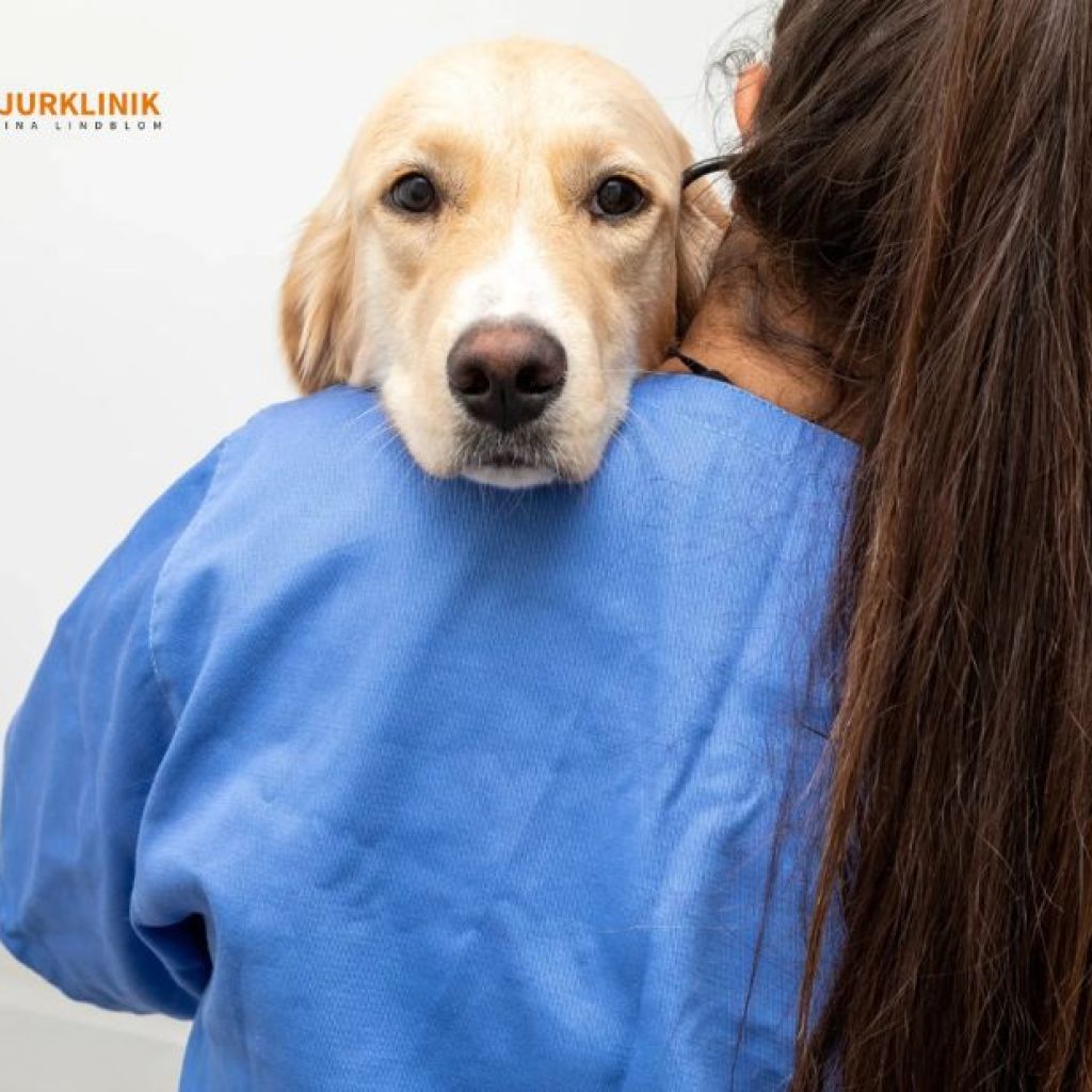 Omsorgsfullt stöd för ditt husdjur i Simrishamn