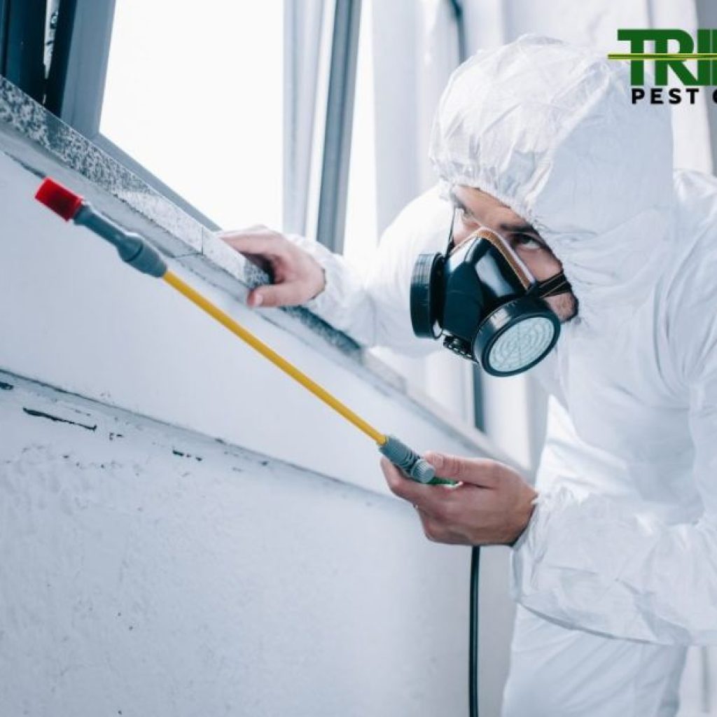 Effective Rodent Control for Homes and Businesses Effective Rodent Control for Homes and Businesses