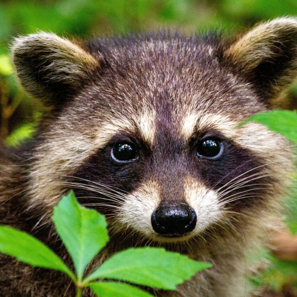 Expert Pest Solutions for Wantage Homes and Businesses