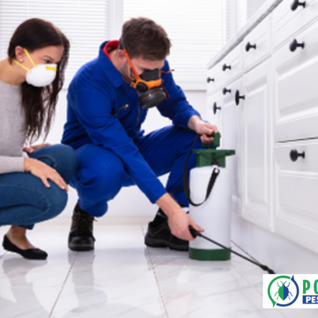 Effective Rodent Control in Calgary – Fast, Safe & Local Experts