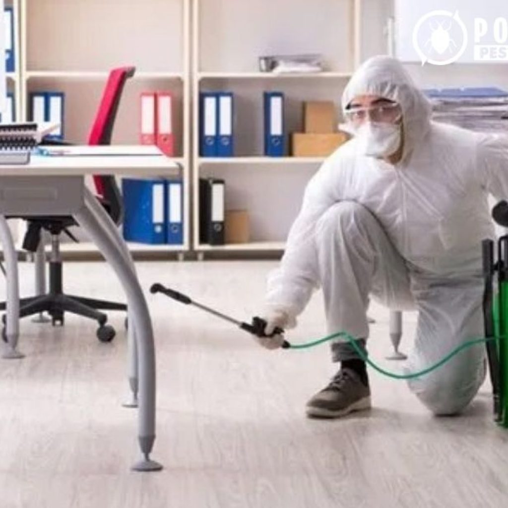 Effective rodent control in Calgary for lasting protection