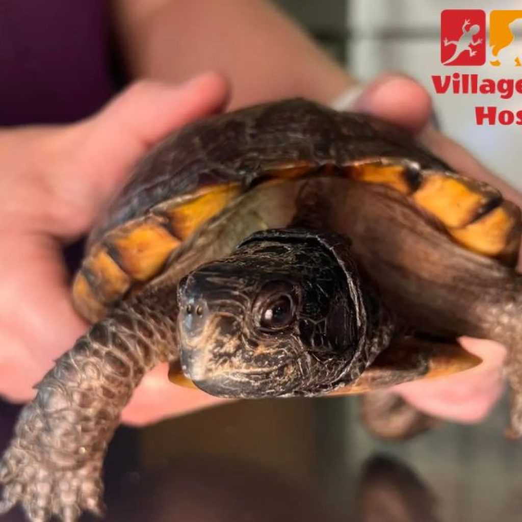 Compassionate Pet Care from a Trusted Local Veterinary Team