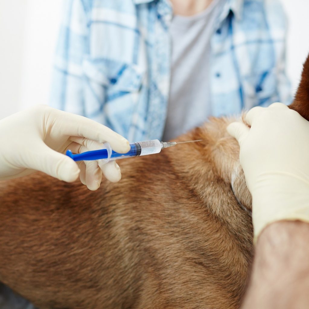 Gentle, at-home end-of-life care for your pet in Calgary